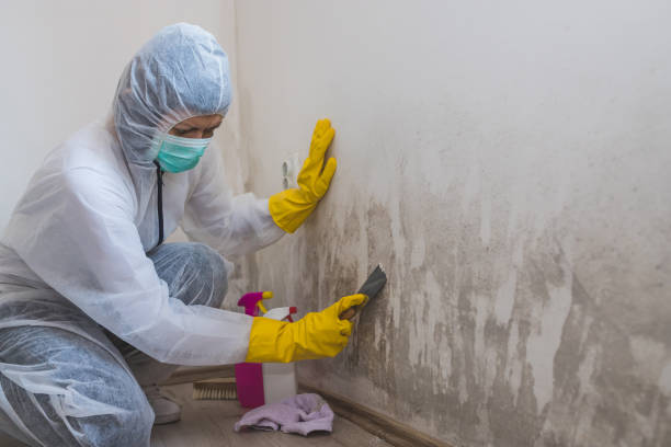 Best Biohazard Mold Removal  in Zionsville, IN