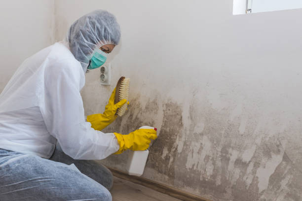 Best Black Mold Removal  in Zionsville, IN