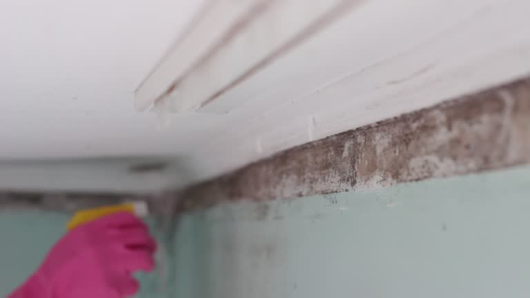 Best Asbestos and Lead Testing During Mold Inspection  in Zionsville, IN